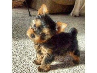 Κουτάβια Γιορκσάιρ Τεριέ προς υιοθεσία.