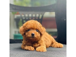 Κουτάβια κανίς